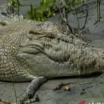 Buaya di Sungai Palu