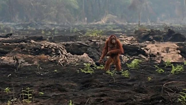 Habitat Terbakar, Orang Utan Kebingungan Dievakuasi