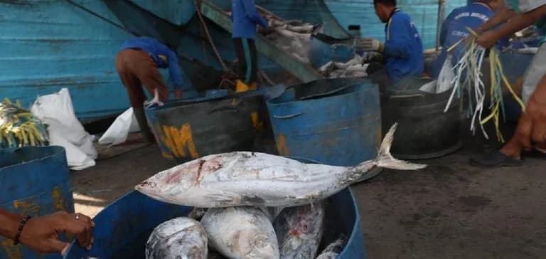 Ikan Tuna Ternyata Mengadung Banyak Parasit