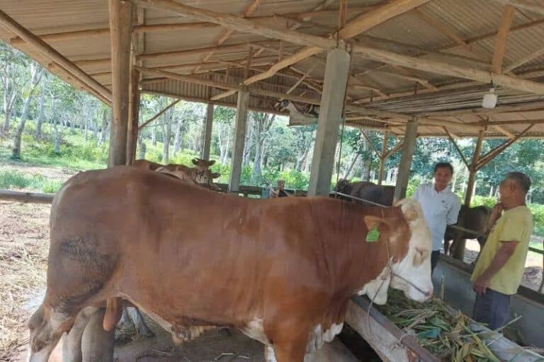 sapi kurban bintan