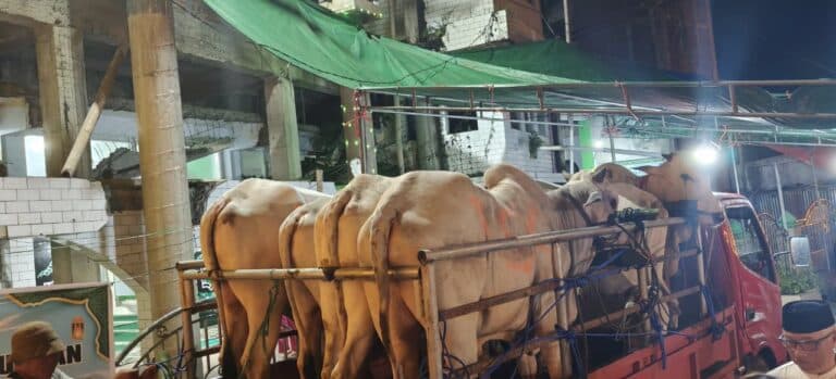 Sapi kurban Presiden Prabowo dan Yulius Selvanus