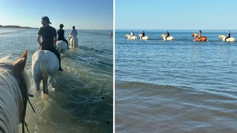 Horse Sea 2