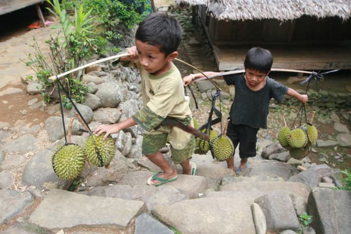 Panen durian Lebak