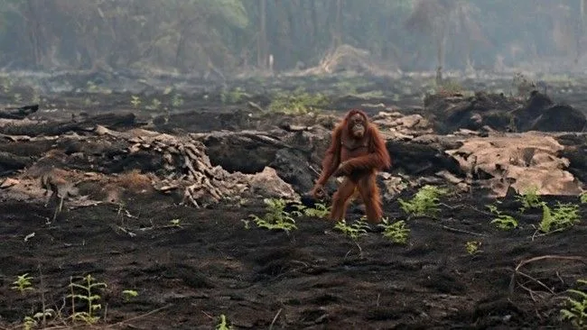 Habitat Terbakar, Orang Utan Kebingungan Dievakuasi