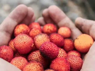 Camilan ideal, simak tujuh manfaat buah leci untuk kesehatan