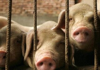 China-Eropa tegang, impor daging babi disoal karena masalah mobil listrik