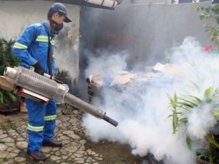 Tekan angka DBD, nyamuk Wolbachia akan disebar di Jakarta