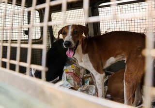 Ini daftar negara dengan konsumsi daging anjing tertinggi di dunia