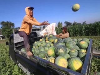 Simak manfaat mengonsumsi semangka secara rutin untuk tubuh