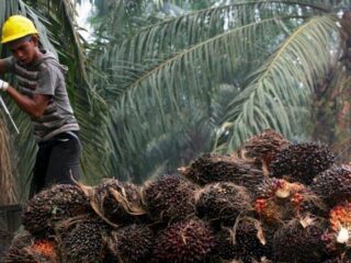 Eropa sangat 'musuhi' sawit asal Indonesia, ini penyebabnya