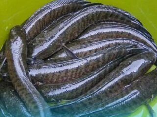 Ikan Gabus efektif hambat pertumbuhan sel, mahasiswa UGM kembangkan jadi obat kanker