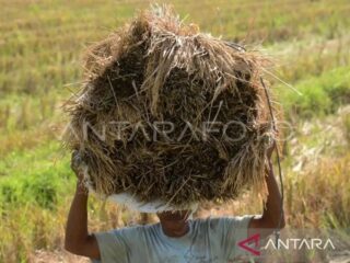 Empat program utama pertanian harus dijaga untuk ketahanan pangan Tanah Rencong