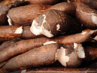 Awas !!! Jangan konsumsi singkong rebus dengan tiga makanan ini