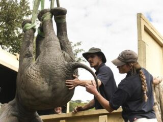 'Oh my GOD' !!! Di Afrika, gajah mulai disembelih dan dimakan karena kelaparan