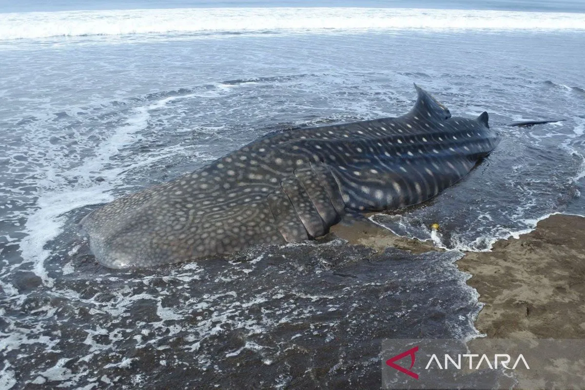 Fenomena paus terdampar di perairan Indonesia. Ini kata ahlinya