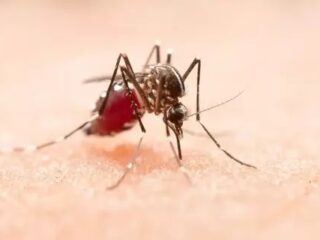 Yogyakarta jadi endemik virus JE, anak usia 9 bulan hingga 15 tahun sangat rentan