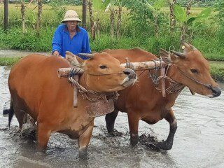 Wuauw !!! Prabowo bakal hapus utang enam juta petani dan nelayan