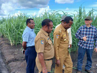 Hebat !!! RI mulai budidaya tanaman pengganti bensin di Merauke