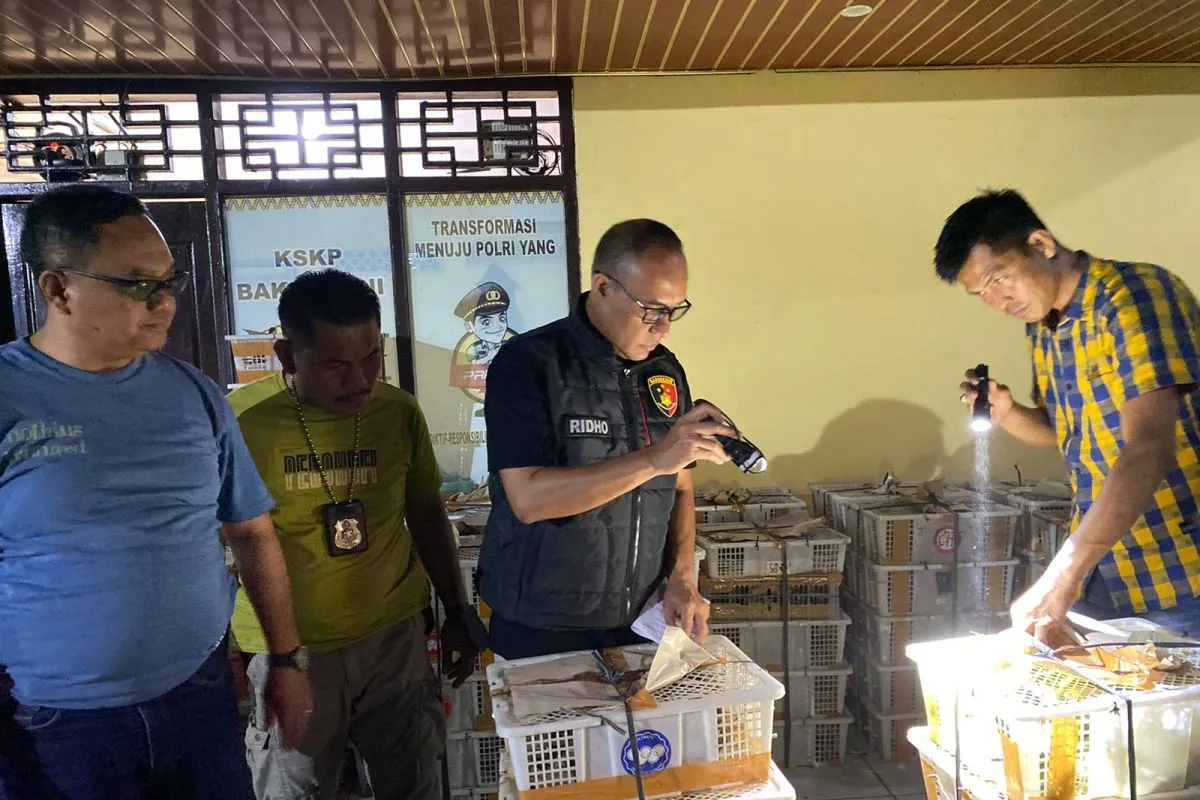 Penyelundupan mewabah, nyaris 6.514 ekor burung tanpa dokumen diseludupkan