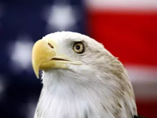 "Elang botak" 242 tahun jadi simbol Negara, kini diakui sebagai burung nasional Amerika