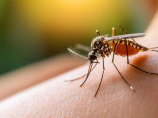 Musim hujan tak menentu, masyarakat diminta waspadai Chikungunya