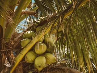 Indonesia bisa raup 2.400 triliun rupiah dari hilirisasi kelapa