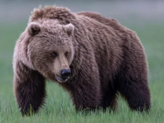 Beruang Grizzly mengamuk di jalanan Kanada 11 murid terluka