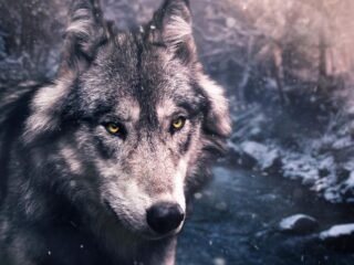 Lewat tes DNA, terungkap anjing sudah menjadi sahabat setia manusia sejak 10 ribu tahun silam