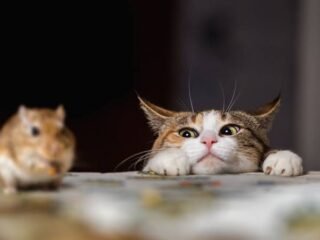 Menggenggam tikus: Pragmatisme Tiongkok menjadi cermin tata kelola Indonesia