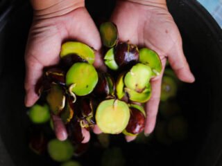 Manfaat jengkol bantu stabilkan gula darah dan tekan risiko hipertensi