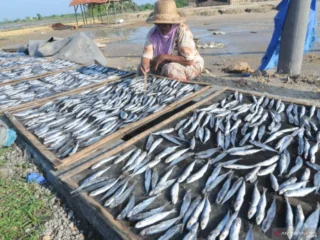 Manfaat ikan lemuru bagi kesehatan, dari mata hingga jantung