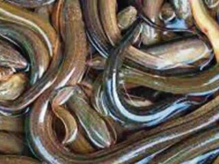 BRIN: Kalahkan salmon, ikan sidat sumber omega-3 tertinggi