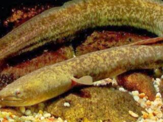 Kalahkan salmon, ikan sidat ternyata punya omega-3 tertinggi di dunia