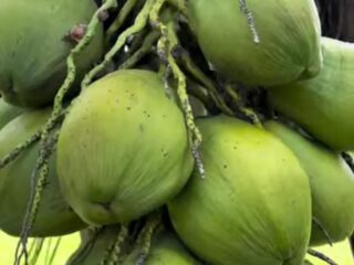 Hilirisasi kelapa Indonesia jangan sembarang pakai bibit