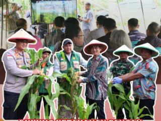Bupati Talaud dan Forkopimda panen jagung guna perkuat sinergi pangan di perbatasan