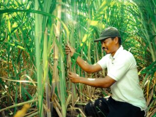 Pemerintah percepat langkah menuju swasembada gula tebu pada 2026