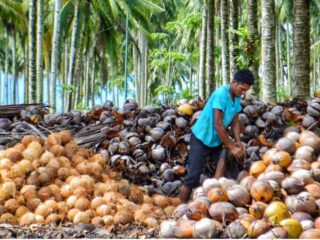 Pedagang pengepul diduga bermain, harga kelapa dan kopra di Sulawesi Utara anjok