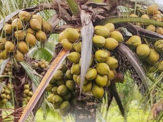 Tantangan kejayaan kelapa di Indonesia ada pada ketersediaan bibit berkualitas