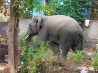 Gajah liar injak 20 orang di India hingga tewas