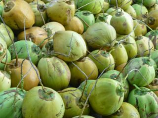 Meski harga mahal, pemerintah belum berencana hentikan ekspor kelapa
