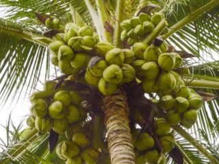 Pemerintah Propinsi harus fokus dan serius agar kelapa bisa berjaya lagi di Sulawesi Utara