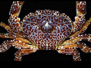 Influencer Filipina tewas setelah makan kepiting dan siput laut beracun