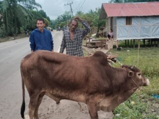 Bantuan 33 lembu untuk korban banjir Aceh Timur disorot, pembagian daging dinilai tak sebanding