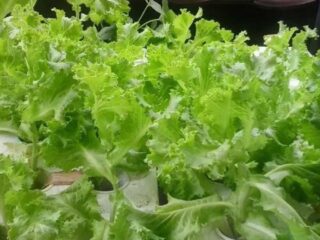Sejumlah sayuran dan buah ternyata mengandung mikroplastik