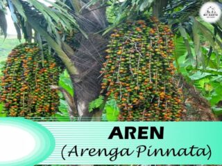 Pemikiran H.N. Sumual tentang pohon seho, sebuah visi jauh ke depan
