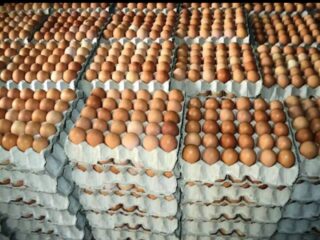 Harga telur ayam di AS anjlok 60 persen jelang Paskah
