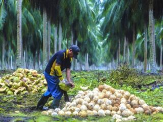 Natuna buka 500 hektare kebun kelapa baru, petani dapat stimulus Rp2 juta