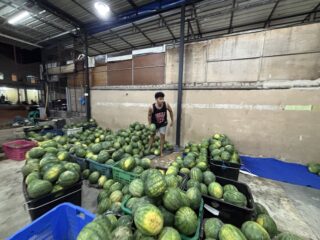 Harga semangka melonjak tinggi, supplier buah Erin hadirkan kualitas unggul dengan harga kompetitif di Batam