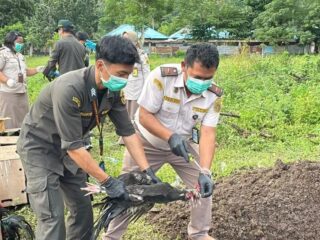 Berstatus zona merah wabah flu burung, ratusan ekor ayam dari Filipina dimusnahkan di Manado
