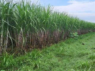 Menuju swasembada gula: Kementan targetkan produksi gula kristal putih 3,04 juta ton pada 2026